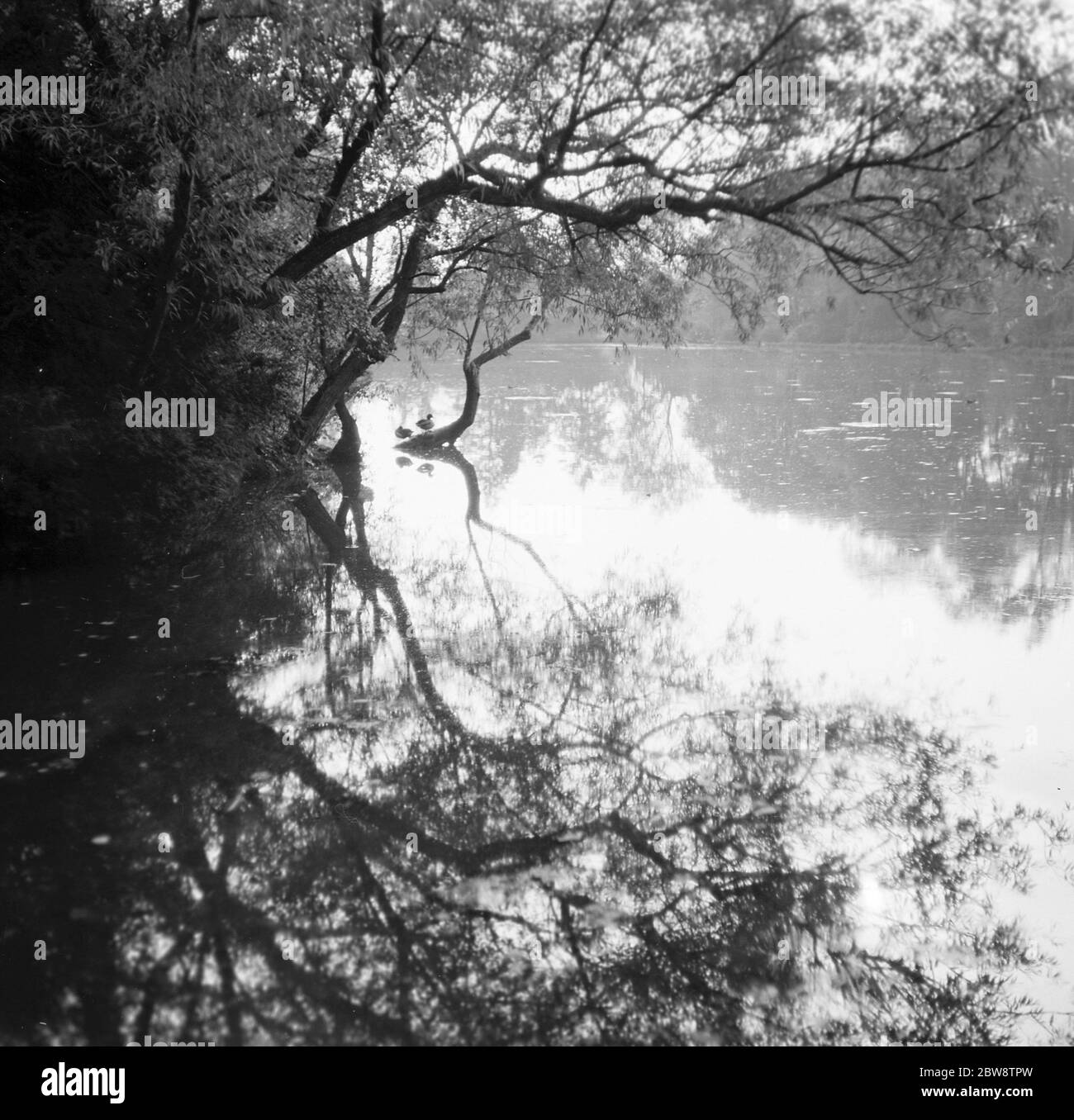 Ein Baum überhängend einen See . 1936 Stockfoto