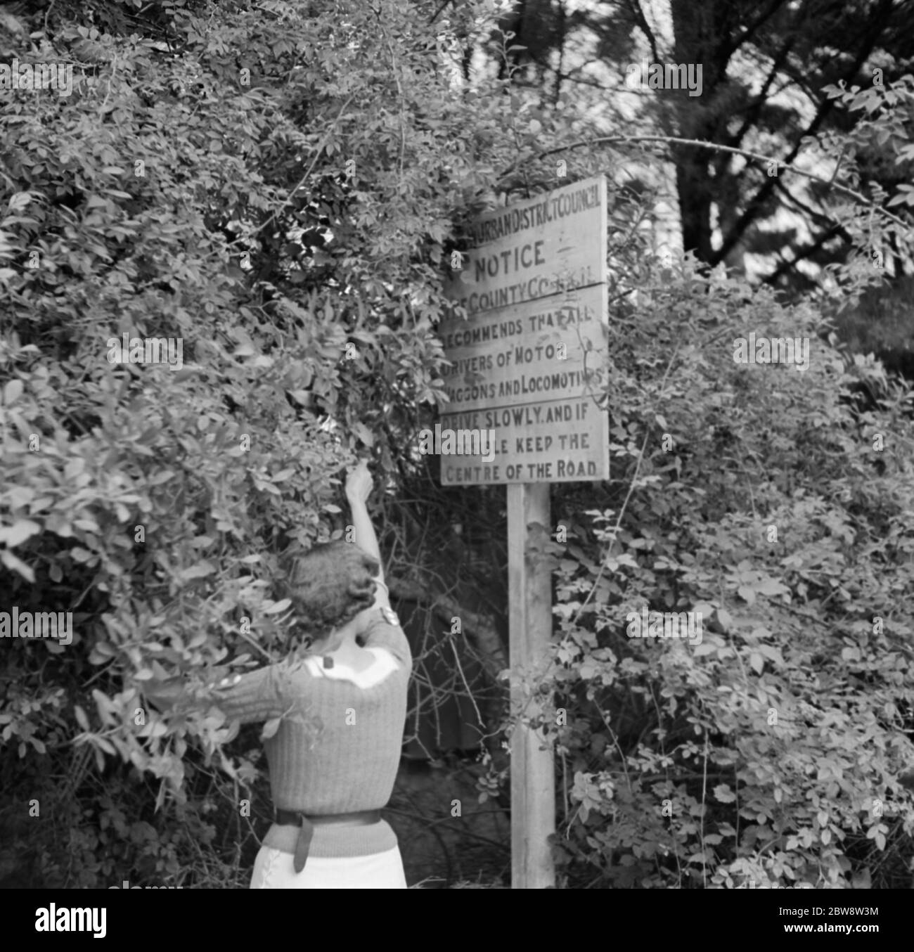 Miss Haken löscht einige Filialen, um ein Verkehrszeichen in Seaton, Devon zu offenbaren. 1936 Stockfoto