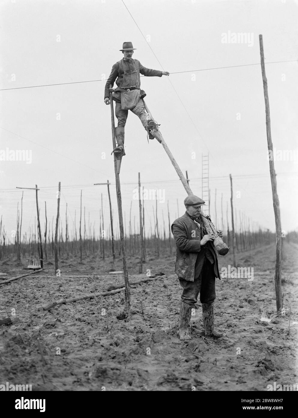 Ein Mann benutzt Stelzen für das Aneinandergereisten der Hopfenstangen. 1937 Stockfoto