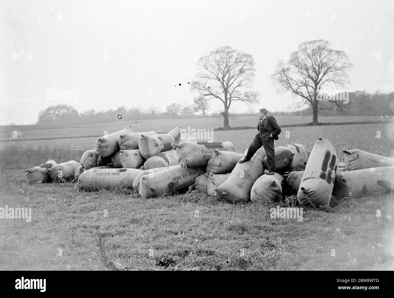 Säcke von überschüssigem Hopfen in einem Feld gestapelt, wo es dann als Dünger verwendet werden. 1936 Stockfoto