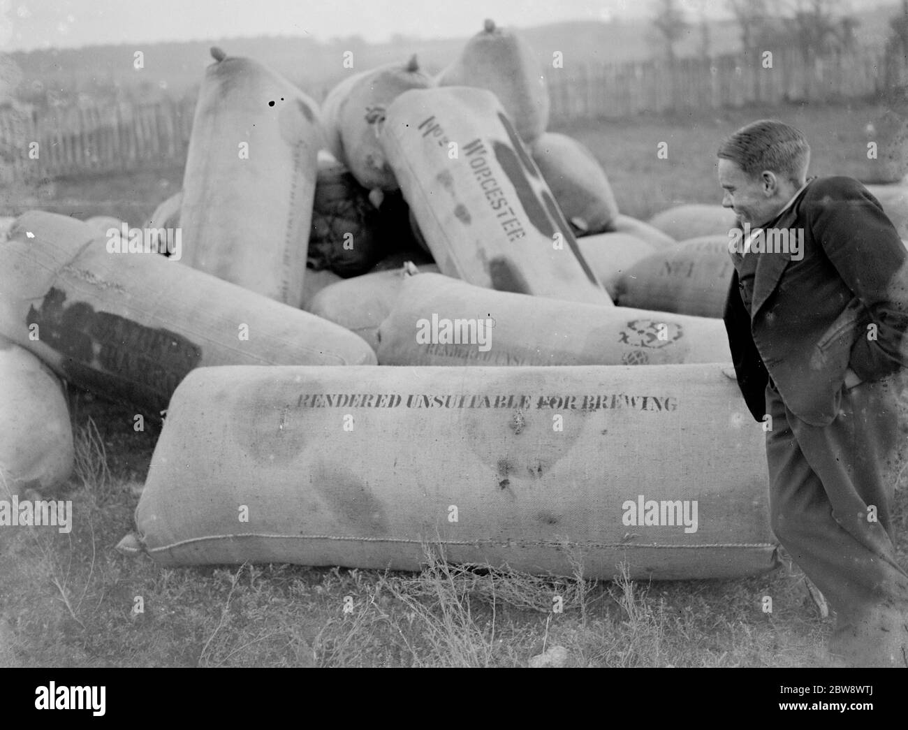 Säcke von überschüssigem Hopfen, die als Gülle verwendet werden. 1936 Stockfoto