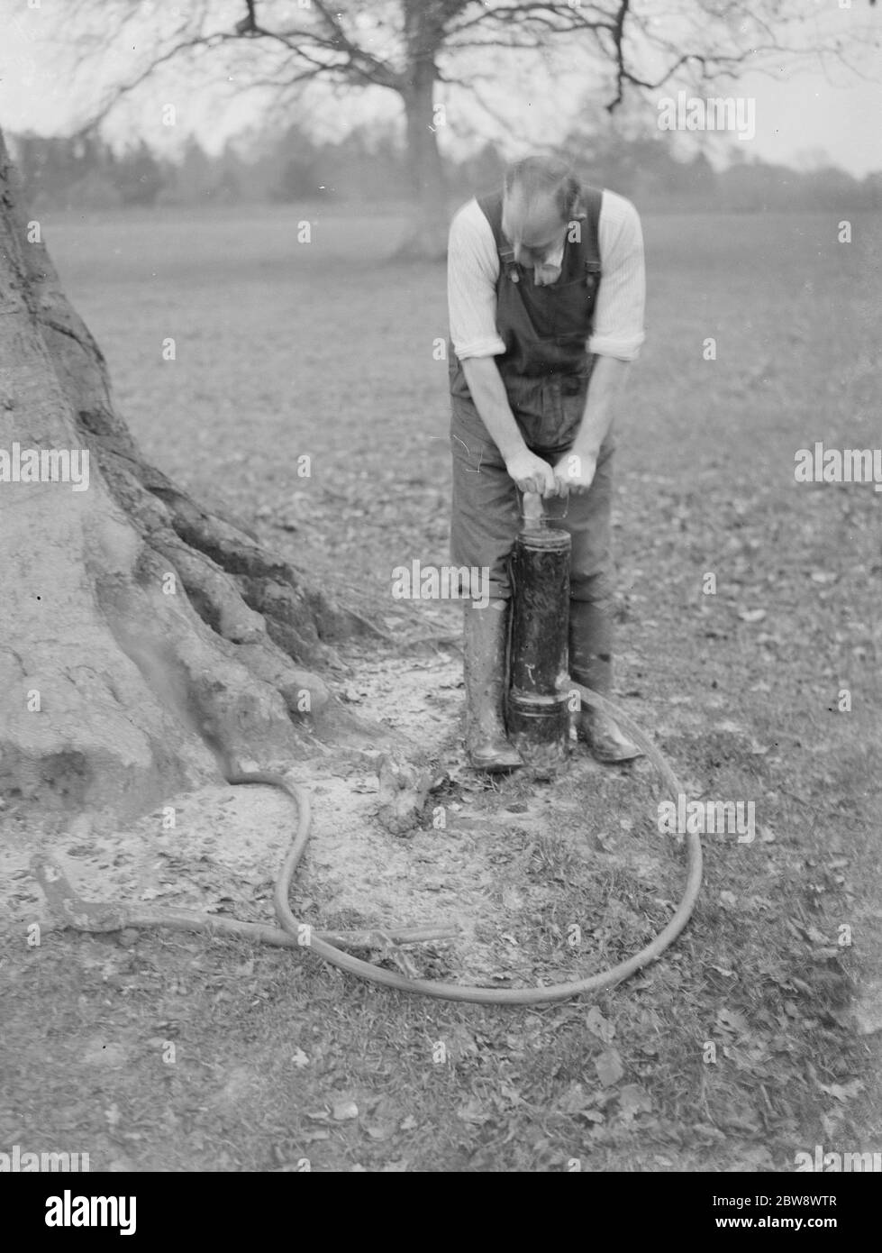 Ein Schädlingsbekämpfer spritzt Cyanogas in Baumwurzeln, um Ungeziefer loszuwerden. 1936 Stockfoto