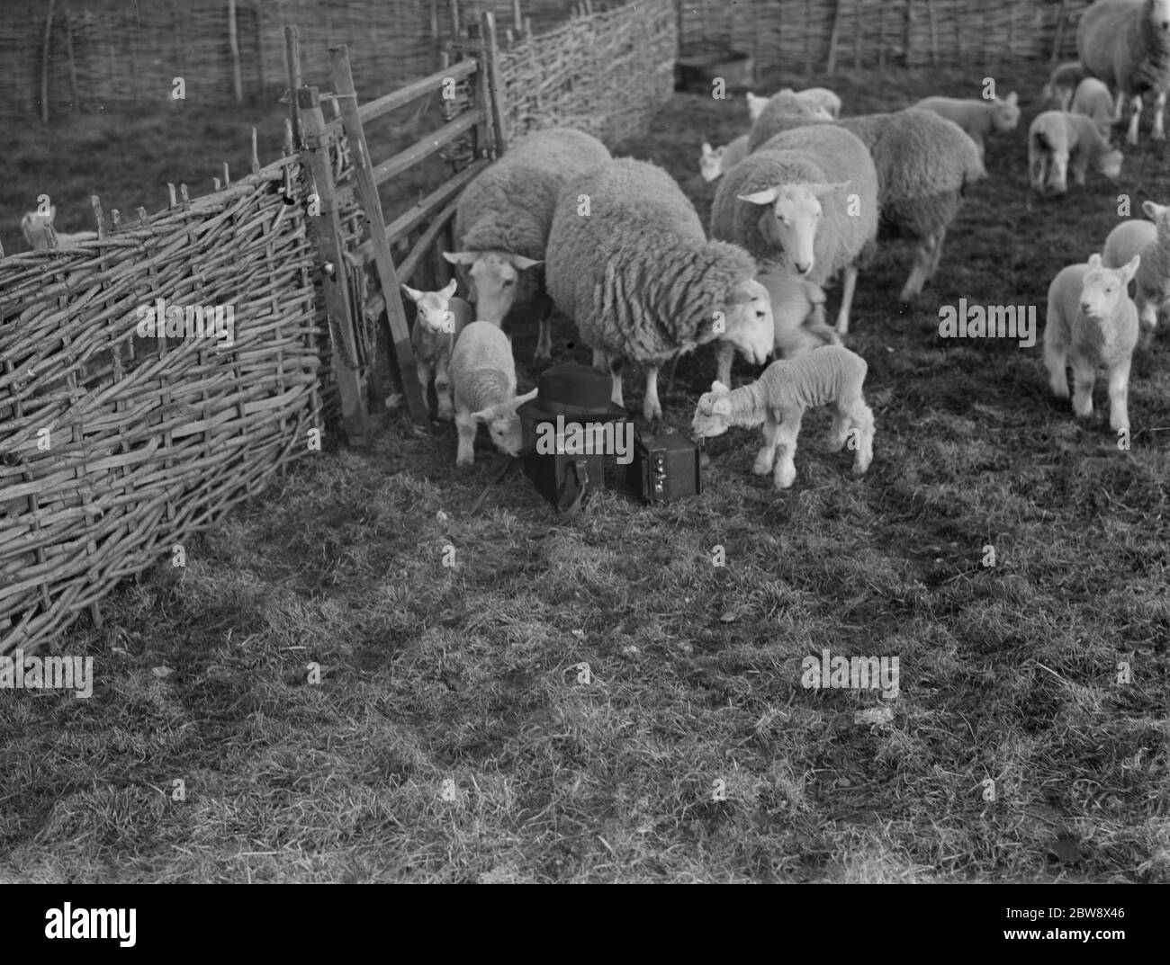 Die neuen Lämmer der Februar lambing Saison mit ihren Müttern . Februar 1936 Stockfoto