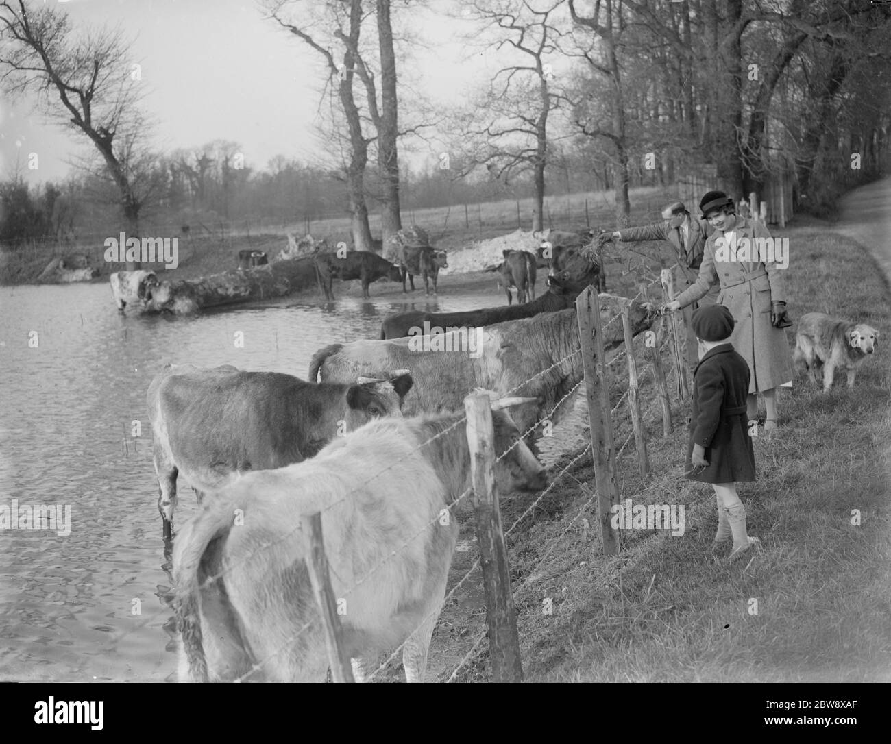 Wanderer stoppen, um die Kühe streicheln, wie sie sich in den höheren Boden zurückziehen, um die überfluteten Felder im Darenth Valley zu vermeiden, Kent. 1936 Stockfoto