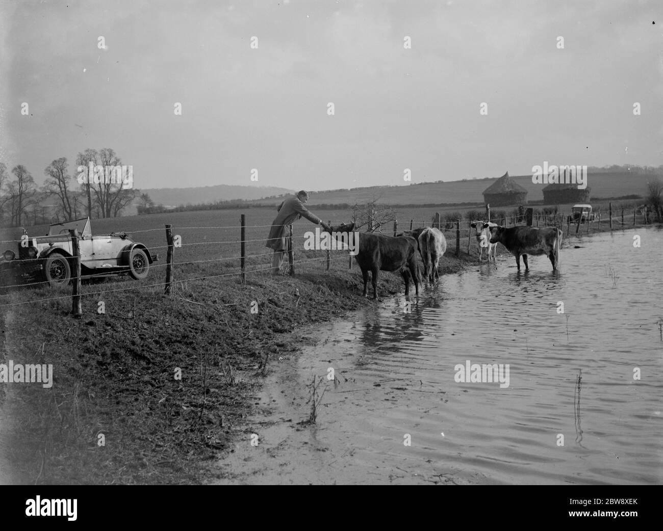 Rinder werden von einem vorbeifahrenden Autofahrer gestreichelt, während sie sich in die höheren Böden zurückziehen, um die überfluteten Felder im Darenth Valley zu vermeiden. 1936 Stockfoto