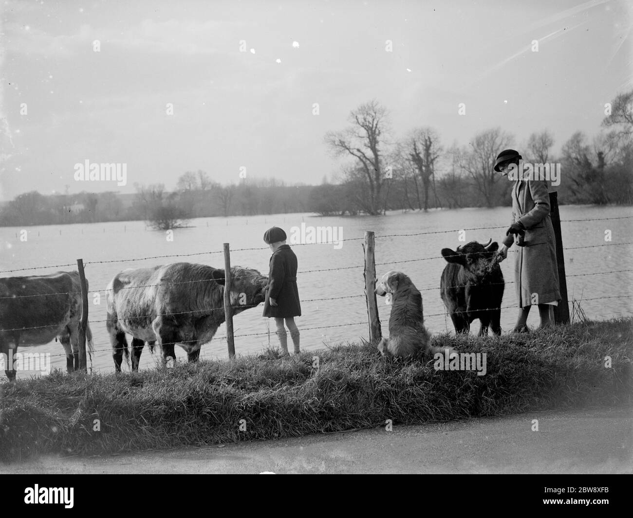 Rinder werden von Wanderern gestreichelt, während sie sich auf die höheren Gelände zurückziehen, um die überfluteten Felder im Darenth Valley zu vermeiden. 1936 Stockfoto