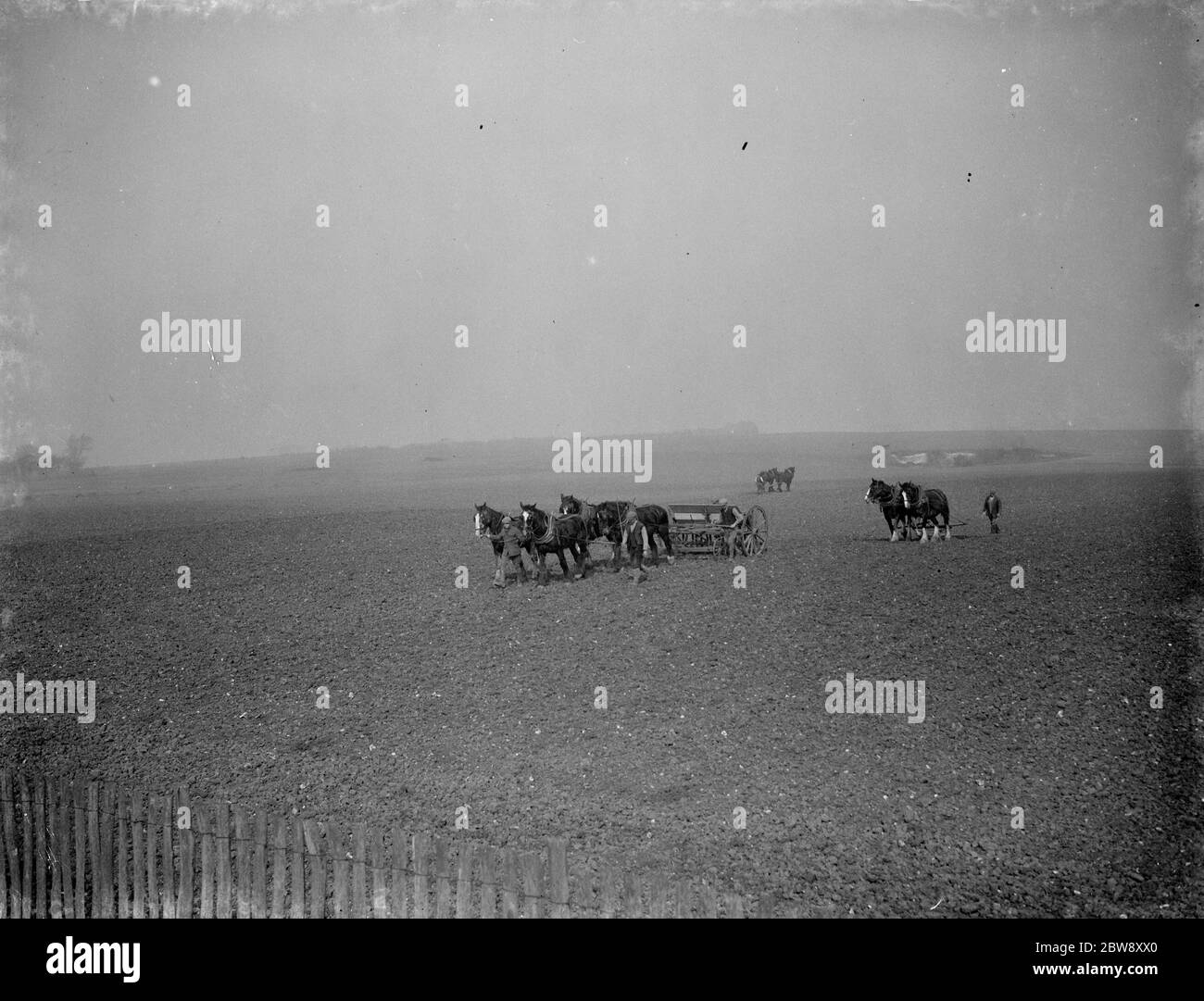 Ein Bauer sät Hafer und eggt ein Feld mit Teams von Pferden. 1938 Stockfoto