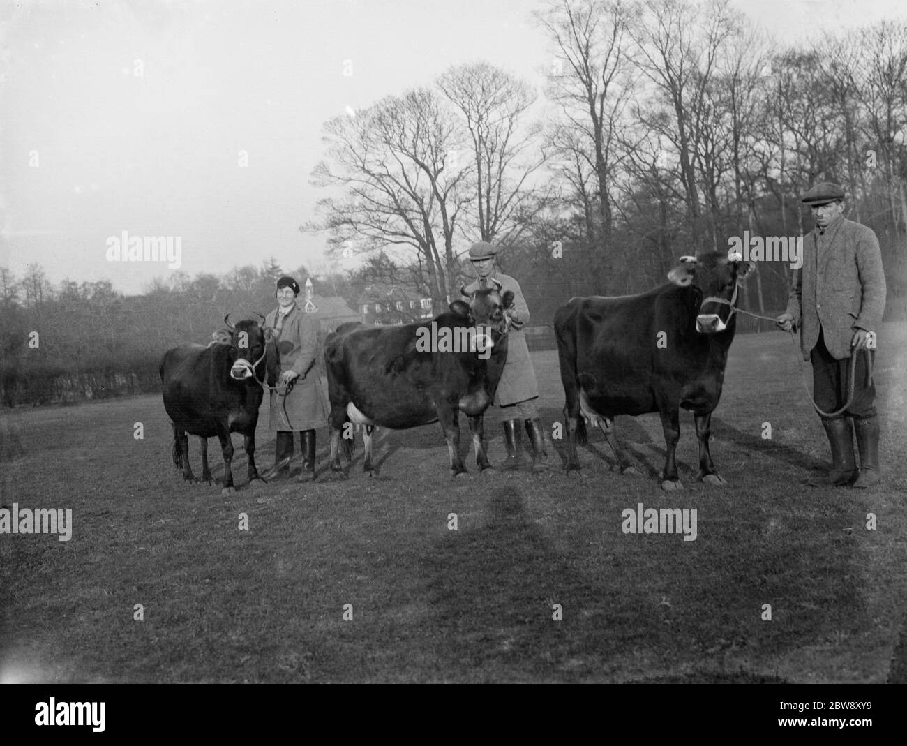 Ein Bauer zeigt seine Jersey Kühe. 1936 Stockfoto