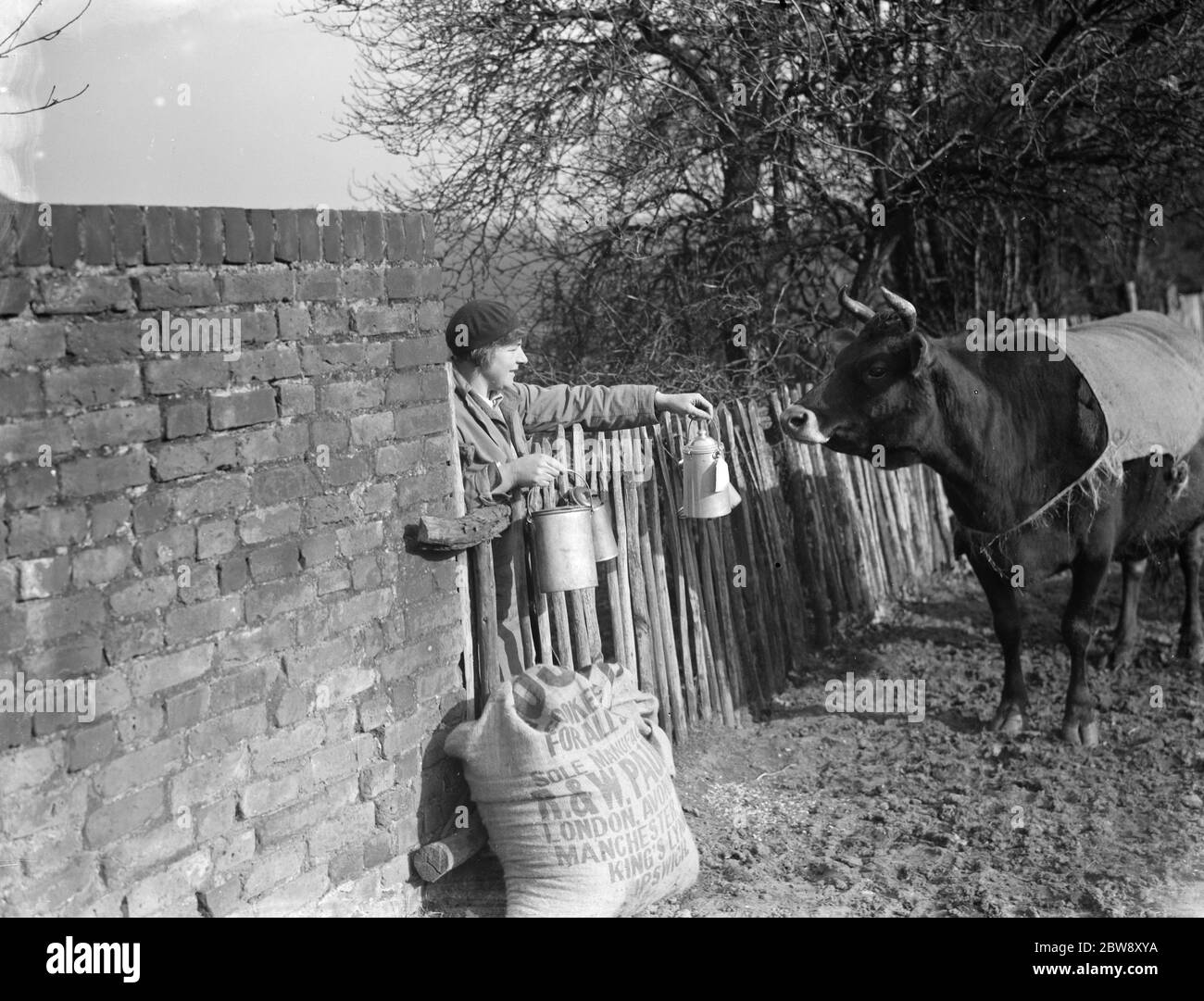 Eine Frau hängt Milchdosen am Zaun von einer Jersey Kuh beobachtet. 1936 Stockfoto