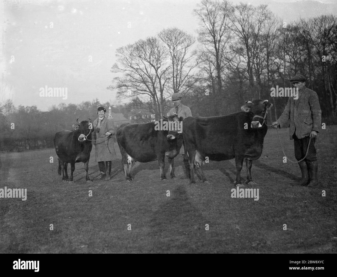 Ein Bauer zeigt seine Jersey Kühe. 1936 Stockfoto