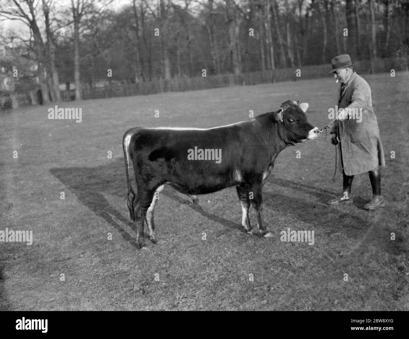 Ein Bauer zeigt seinen Jersey-Bullen. 1936 Stockfoto