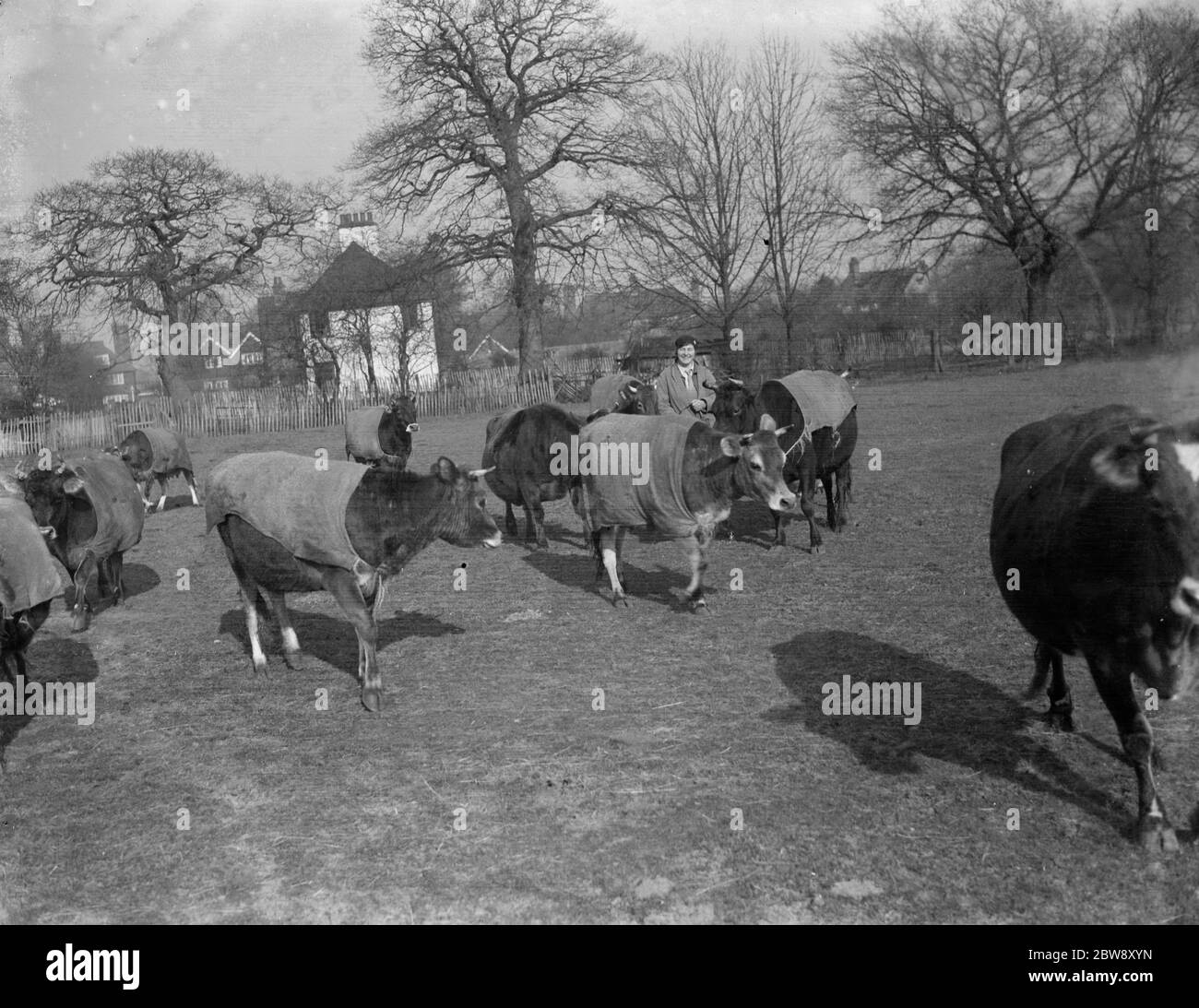 Eine Herde von Jersey Kühe mit Mänteln auf. 1936 Stockfoto