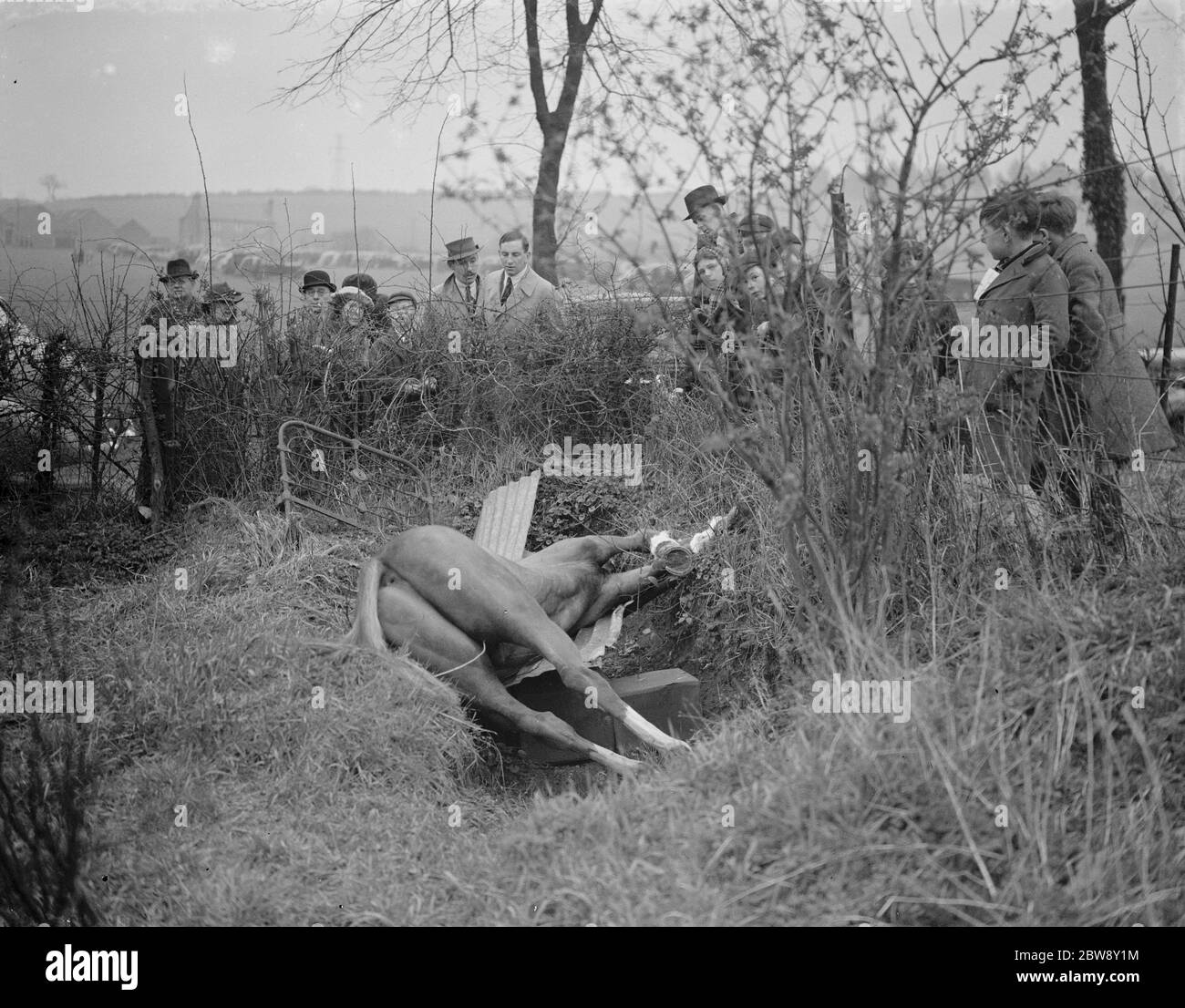 RA Punkt zu Punkt , Green Street Green . Ein toter Pferd liegt im Graben, wo er fiel. 1939 Stockfoto