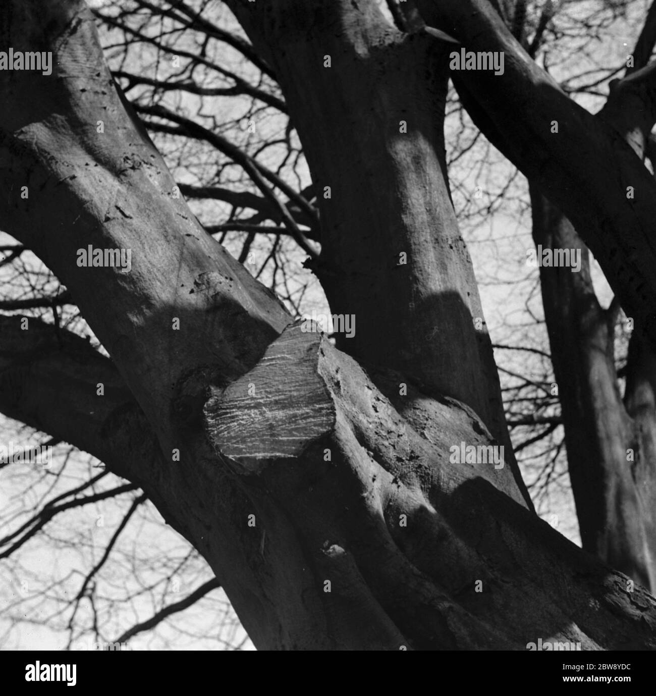 Ein verloppter Buchenzweig mit aufsteigendem saft. 1939 Stockfoto