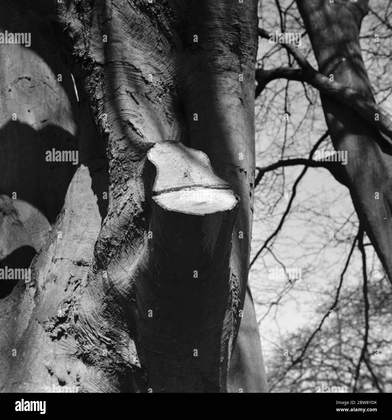 Ein verloppter Buchenzweig mit aufsteigendem saft. 1939 Stockfoto