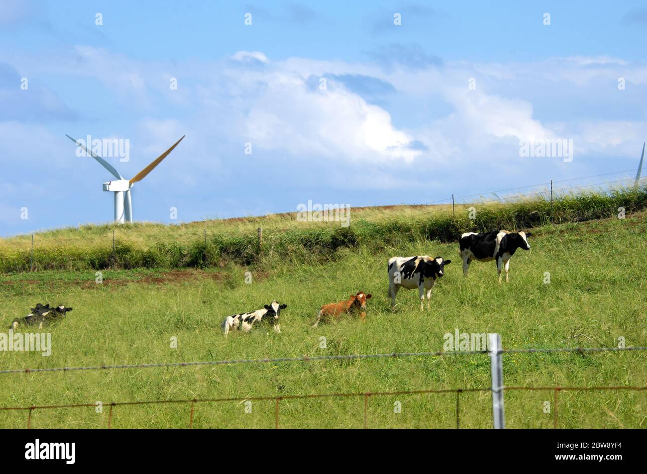 Milchvieh auf der Big Island von Hawaii hören Sie dem Summen der großen Windturbinen zu, die die Passatwinde fangen. Stockfoto
