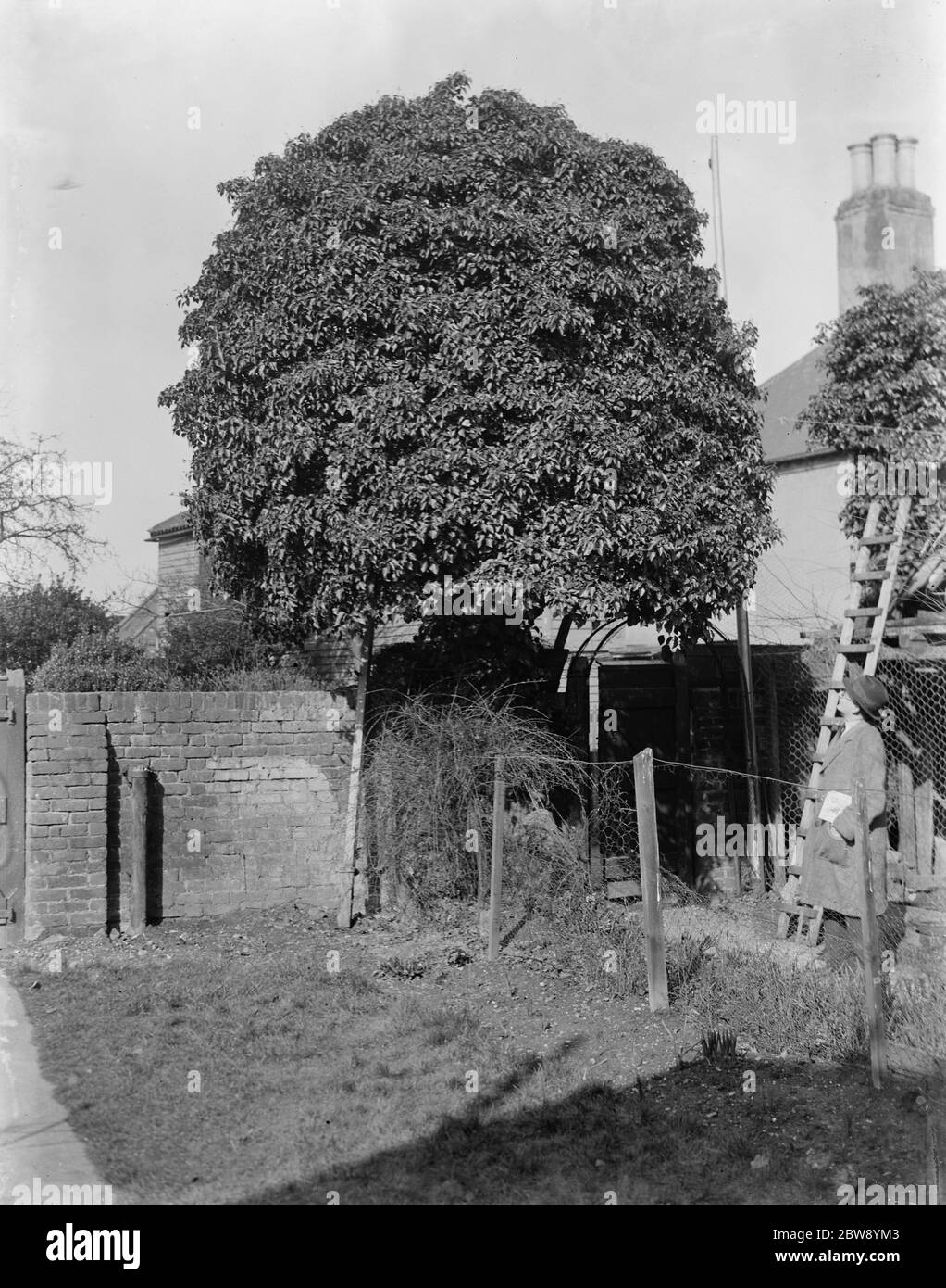 Efeu um einen Akazienbaum gewachsen. 1937 Stockfoto