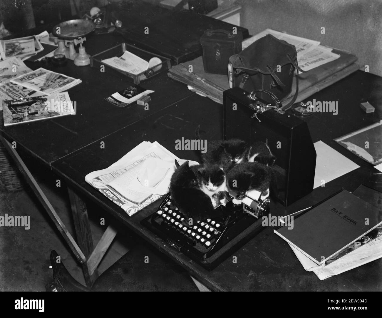 Kätzchen auf einer Schreibmaschine in einem Büro. 1937 Stockfoto