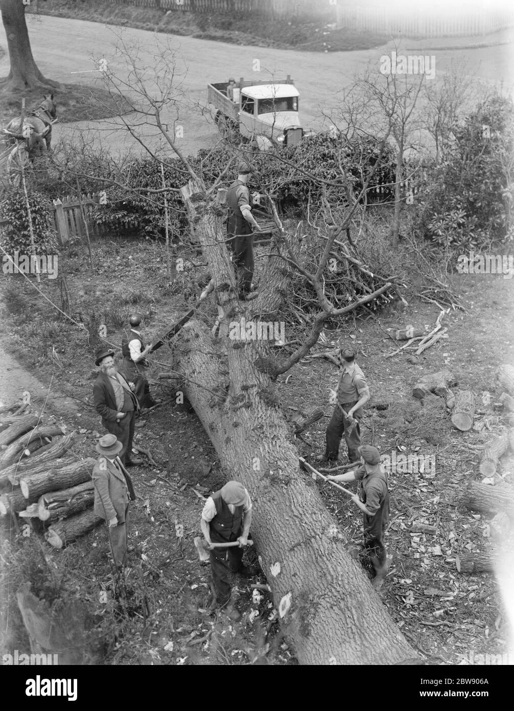 Arbeiter für H & M Dolley 's, der Holzhändler, Fällen von Bäumen in Stansted, London. 1937 Stockfoto