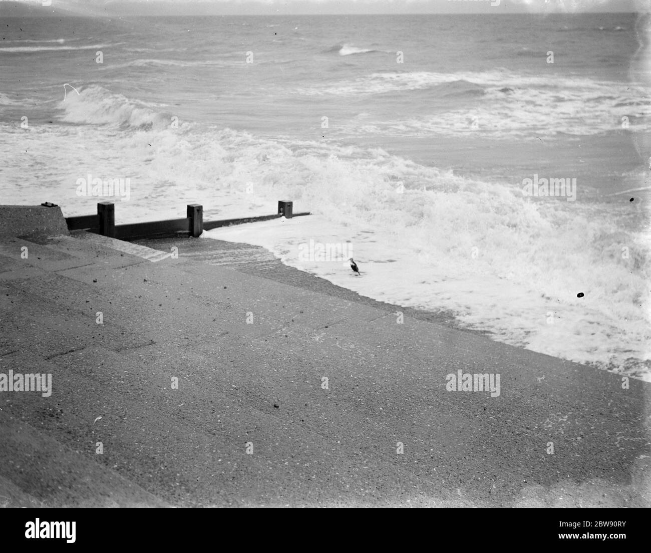 Wilde Enten am New Romney Strand in Kent. 1939 Stockfoto