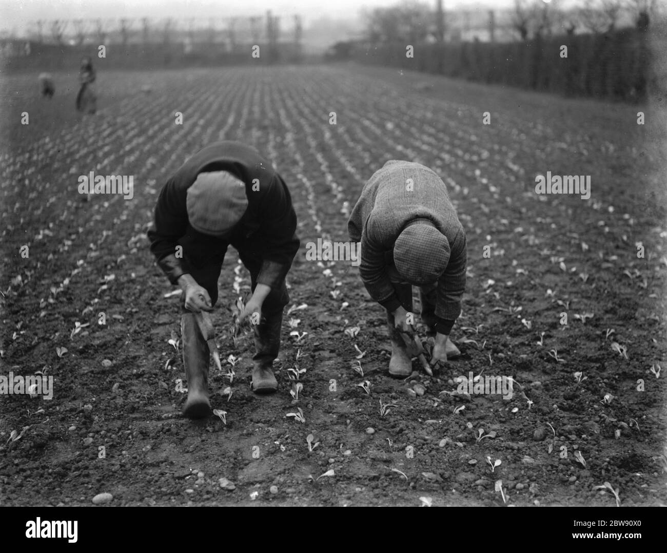 Landarbeiter Pflanzen Salat von Hand auf einem Feld in Hextable , Kent . 1937 Stockfoto