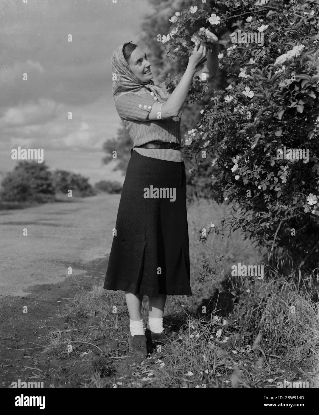 Miss Muriel Haken bewundert in Sussex wilde Rosen. 13 Juni 1937 Stockfoto