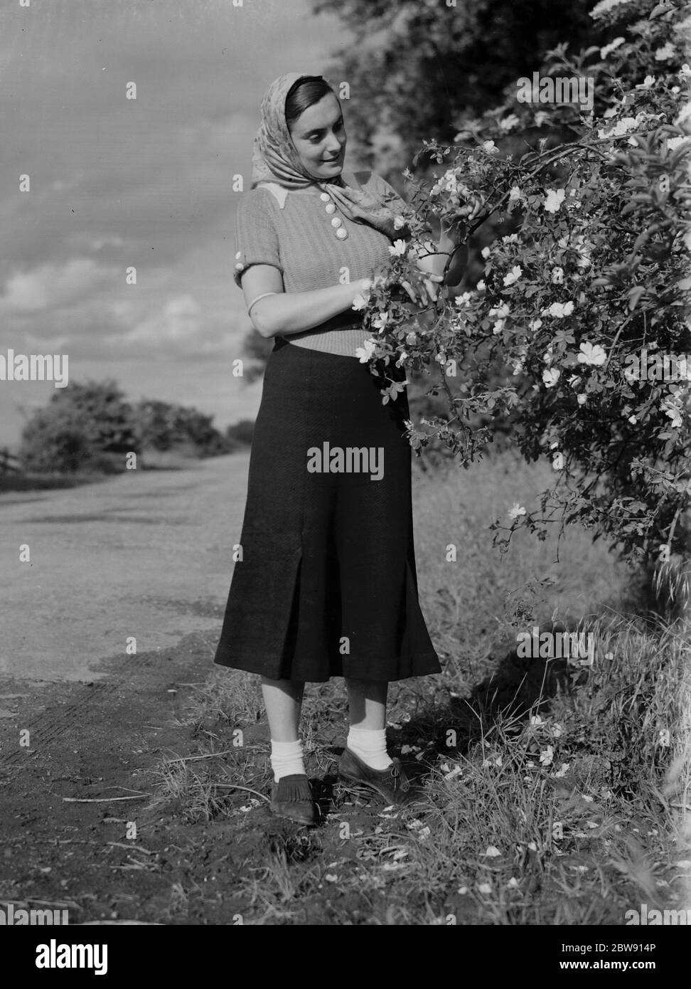 Miss Muriel Haken bewundert in Sussex wilde Rosen. 13 Juni 1937 Stockfoto
