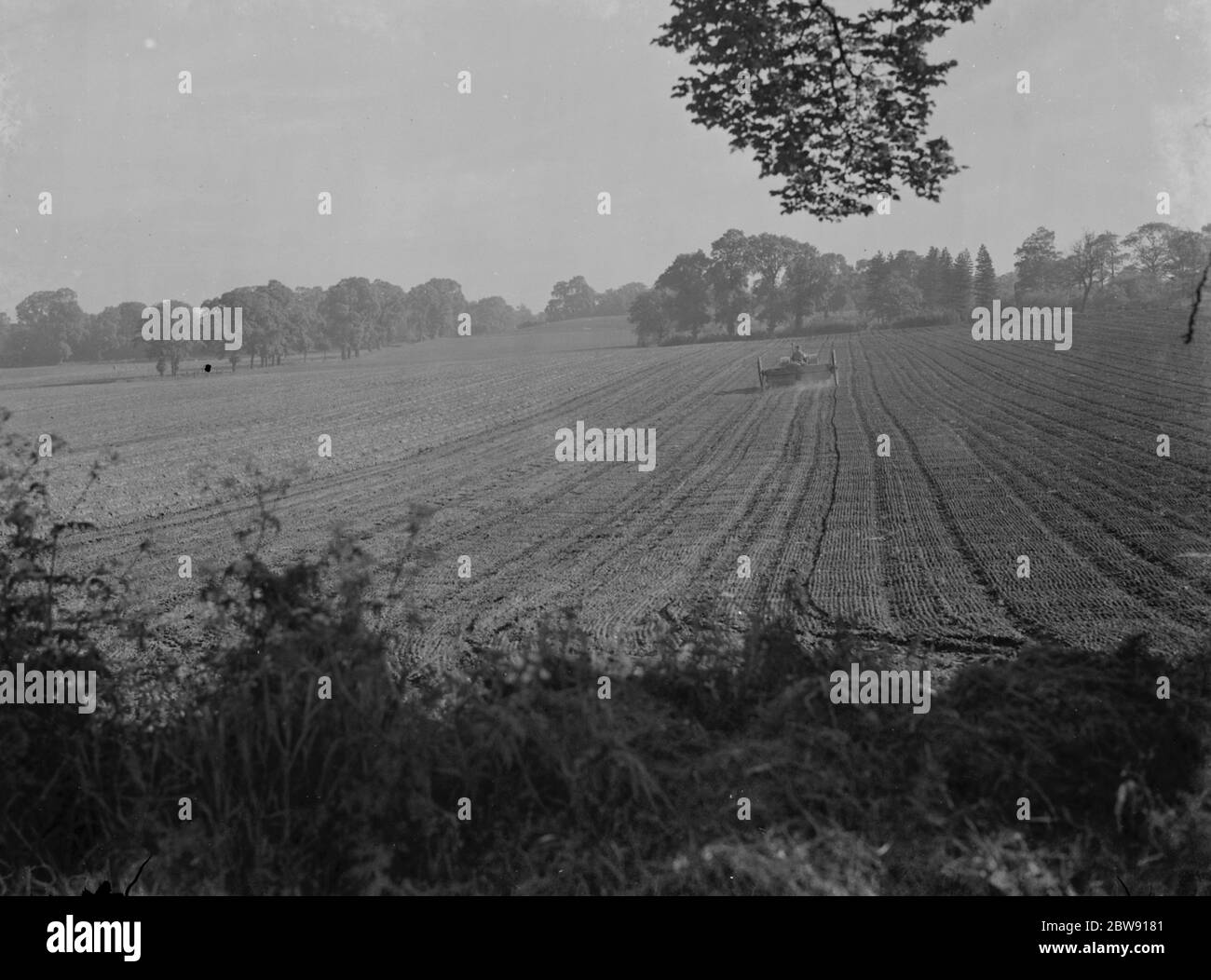 Ein Bauer befruchtet ein Feld mit seinem Traktor. 1939 . Stockfoto