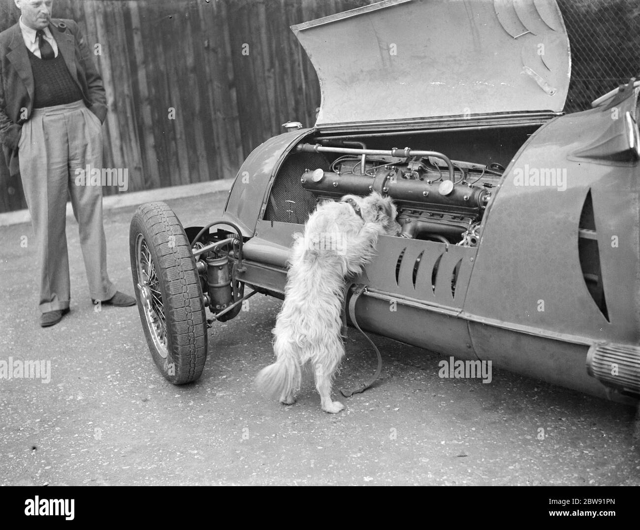 Ein Hund überprüft den Motor eines Rennwagens. 1939 Stockfoto