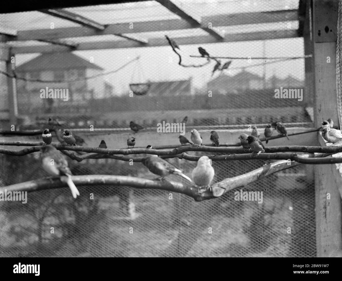 Das Innere von Mr R G Hall ' s Vogelvoliere bei Bexleyheath zeigt die Vögel auf ihren Barschen. 25 März 1938 Stockfoto