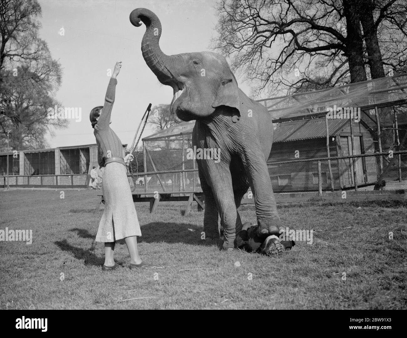 Ausbildung eines Elefanten zu Zirkustricks bei Maidstone, Kent. Beachten Sie die Person unter dem Elefantenfuß. 31 März 1938 Stockfoto