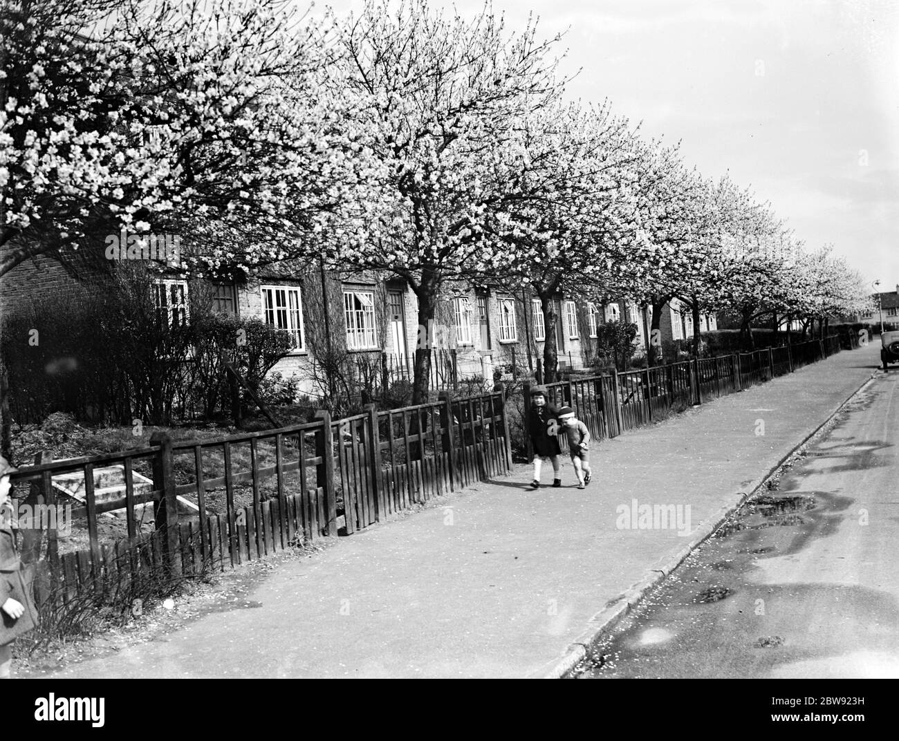 Rosa Wandblüte in den Bäumen in Cray Ford . 1936 Stockfoto