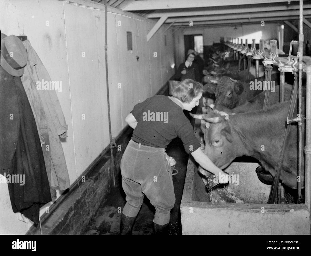 Land Mädchen arbeiten in der Kuhstall. Sie arbeiten in der Landwirtschaft und ersetzen die Männer, die zum Militär aufgerufen wurden. 1939 Stockfoto