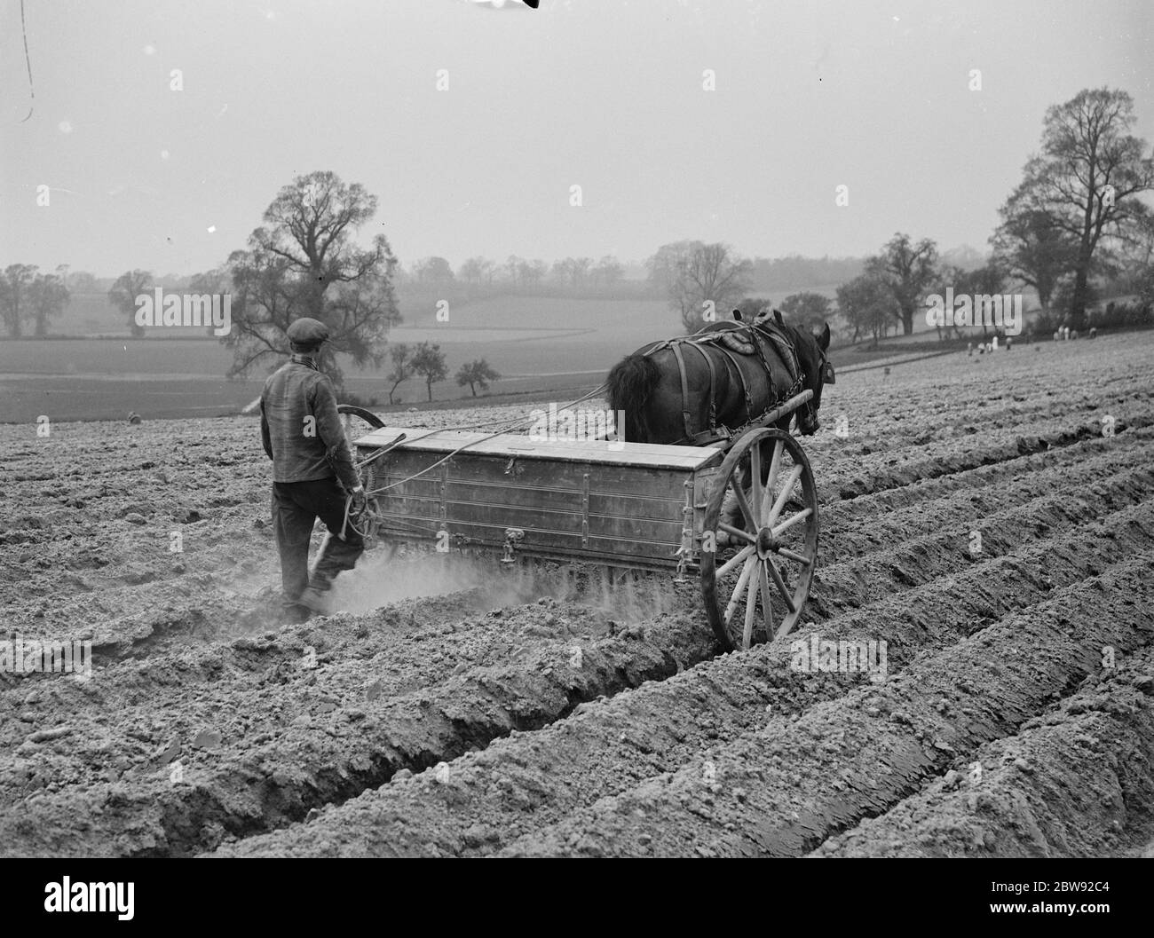 Ein Landwirt mit einem Pferd gezogenen Maschine Dünger auf einem Feld zu verbreiten. 1939 . Stockfoto