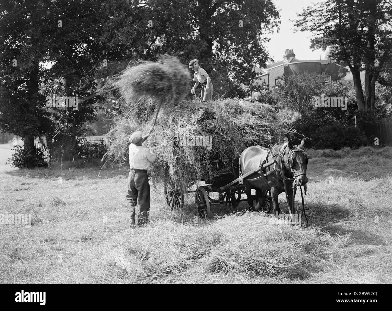 Heumachen auf dem Bauernhof . Ein Landarbeiter lädt den Pferdewagen mit Heu auf. 1939 Stockfoto