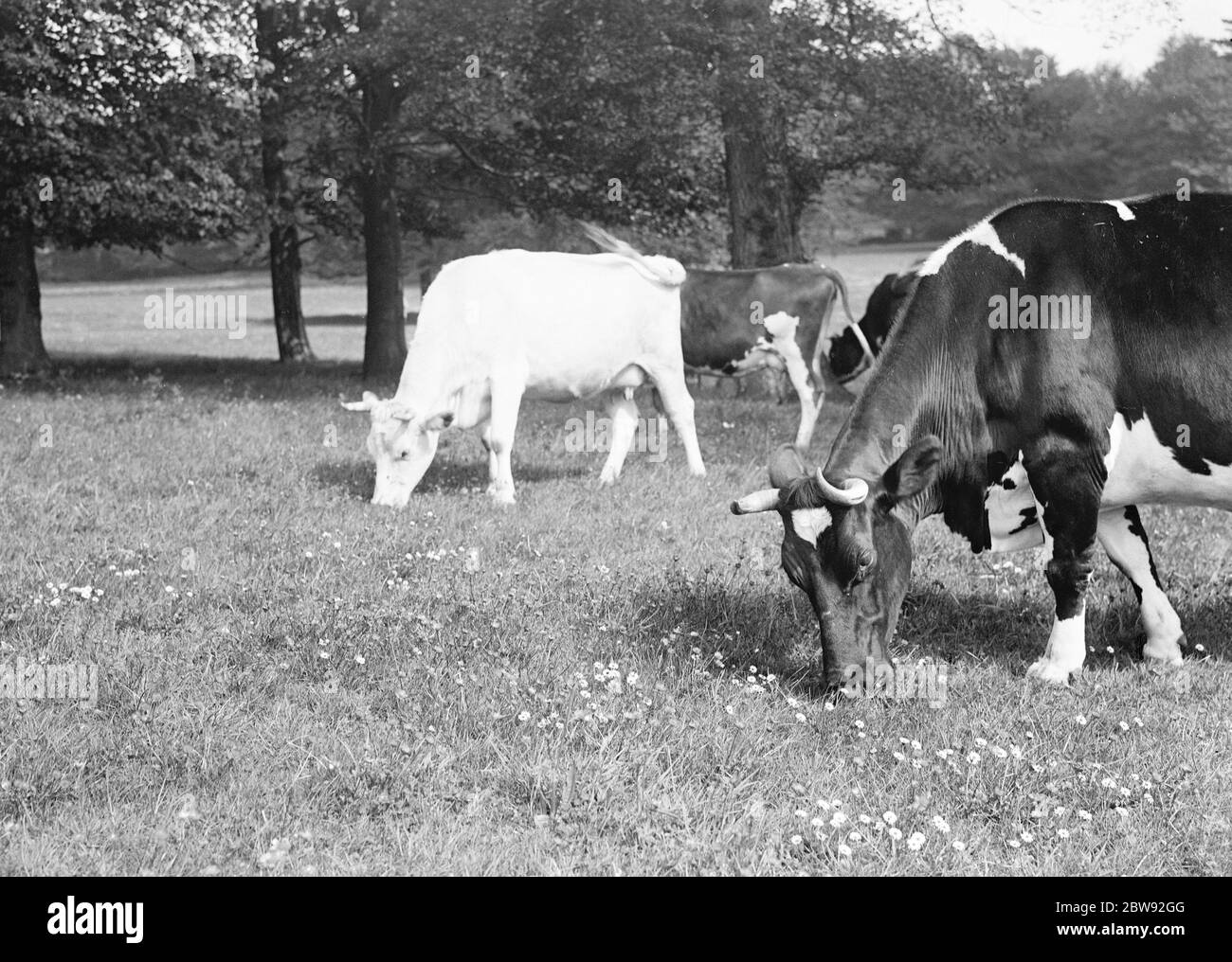 Grasenden Kühe in einem Butterblauch Feld. 1939 Stockfoto