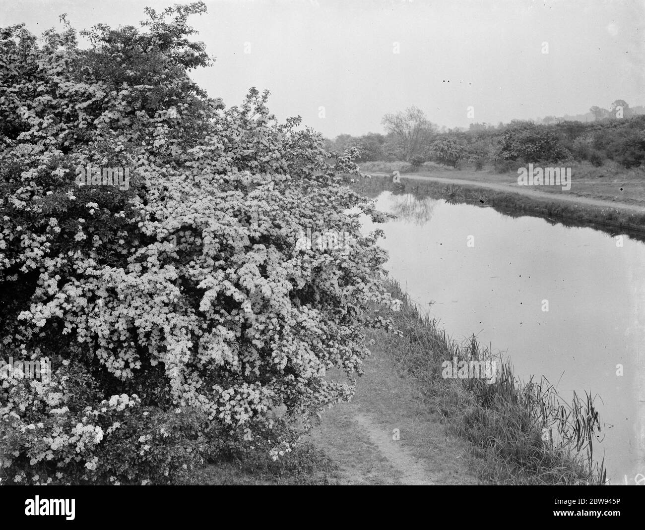 Weißdorn blüht an der Seite eines Flusses. 1938 Stockfoto