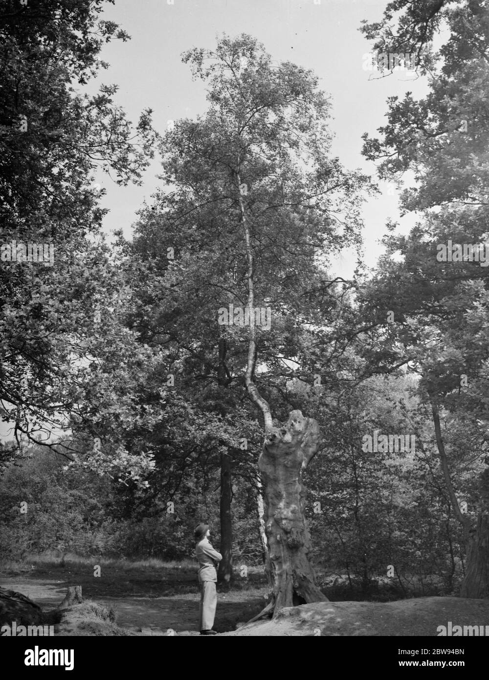 Die Zweige einer Birke sprießen aus der hohlen Schale einer alten Eiche. 1938 Stockfoto