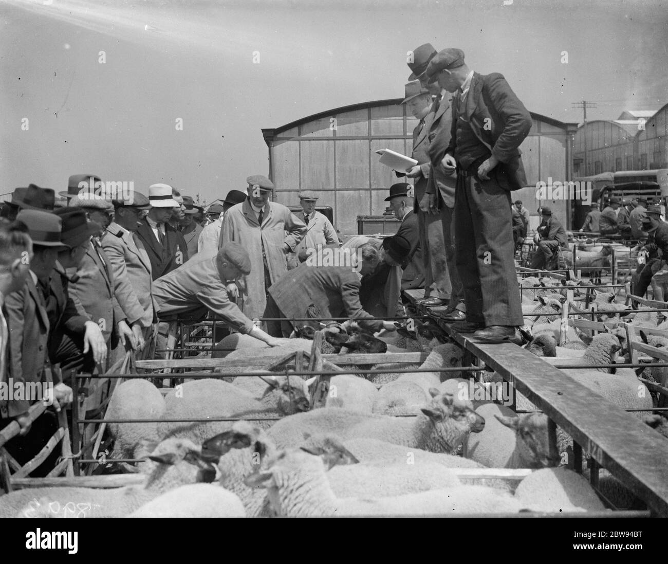 Ein Schaf Verkauf in Gloucester. 10 Juni 1938 Stockfoto