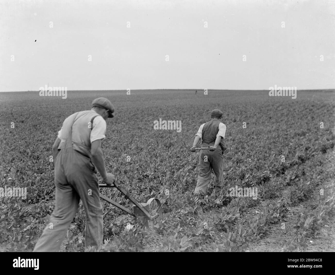 Landarbeiter mit einem Handsaat Grünkohl säen . 1937 Stockfoto