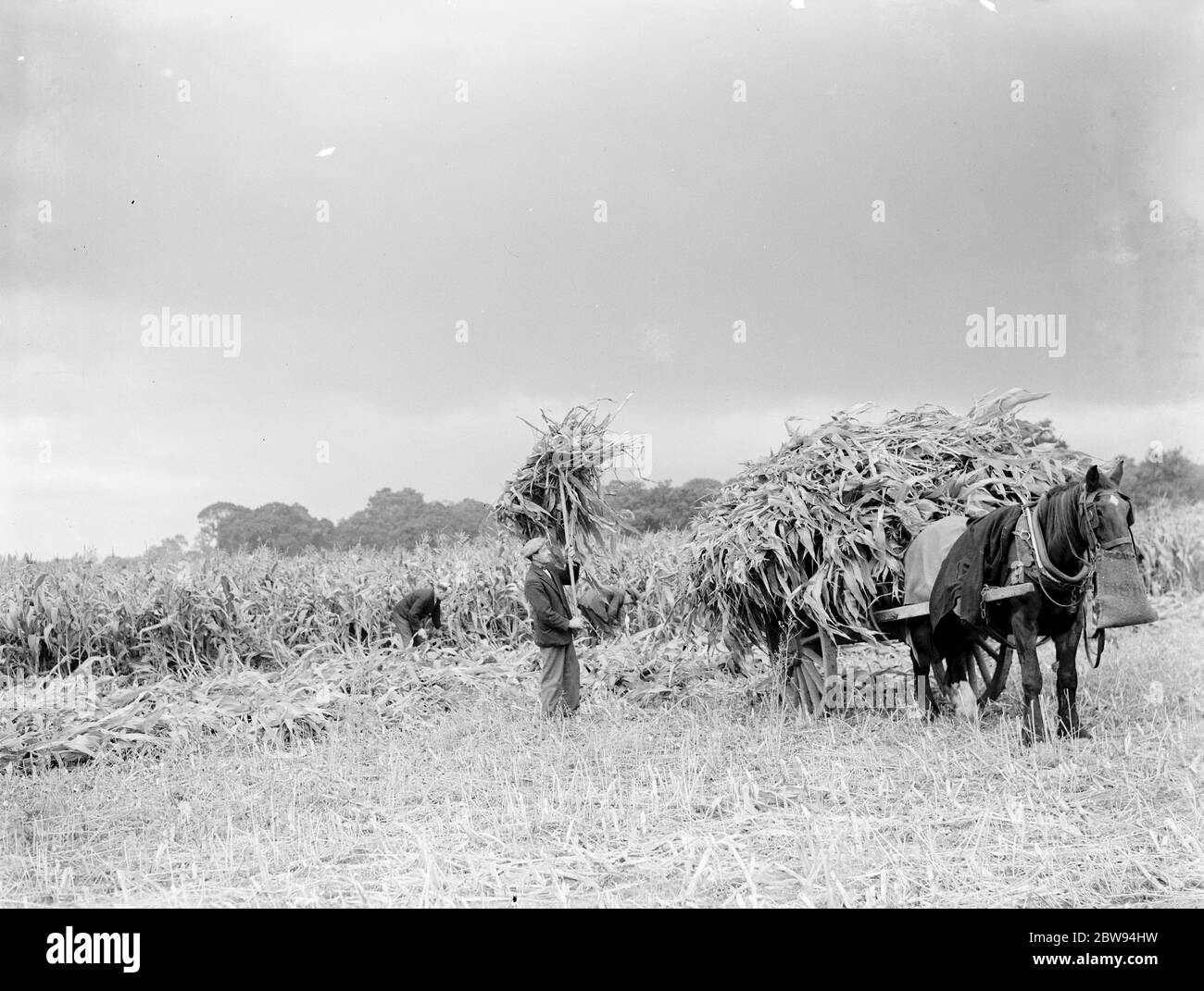 Der Mais wird gesammelt und auf einen Pferdewagen geladen. 1938 Stockfoto