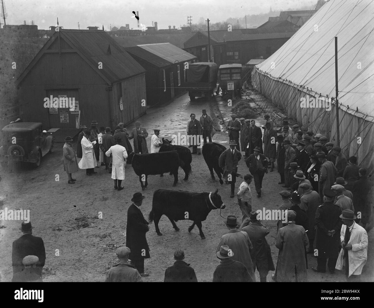 The Fat Stock Show in Redhill, Surrey. Bullen werden im Kreis geführt. 1936 Stockfoto