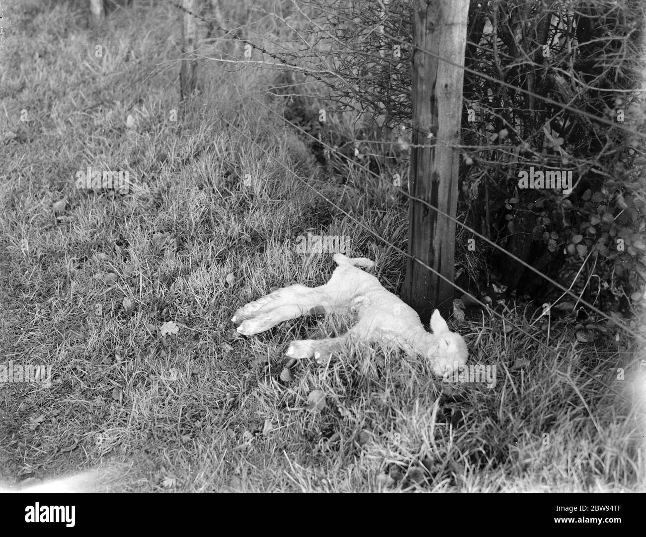 Ein Lamm zu Tode gefroren. 1936 Stockfoto