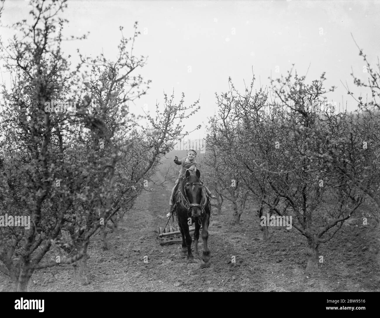 Ein Bauernjunge reitet auf dem Pferd, das die Egen zwischen die Obstbäume zieht. 1936 . Stockfoto