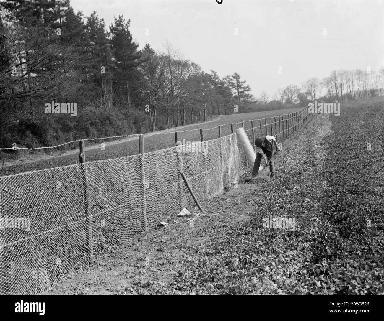 Bauer Verkabelung einen Zaun um die Seite seines Feldes in einem Versuch, Kaninchen Raiding seine Ernte zu stoppen. 1936 . Stockfoto