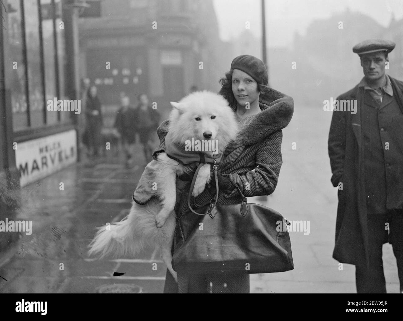 Ankunft für Cruft 's Dog Show , die größte in der Welt . Cruft 's Dog Show, die größte der Welt, bei der mehr als 3400 Einträge aller Arten von Hunden gezeigt werden, eröffnet in der Agricultural Hall, Islington, London. Miss Scott White trägt ihren Samoyed Snow Boy der Arktis, bei der Ankunft in der Show, um es aus dem schlammigen Boden zu halten. Februar 1933 Stockfoto