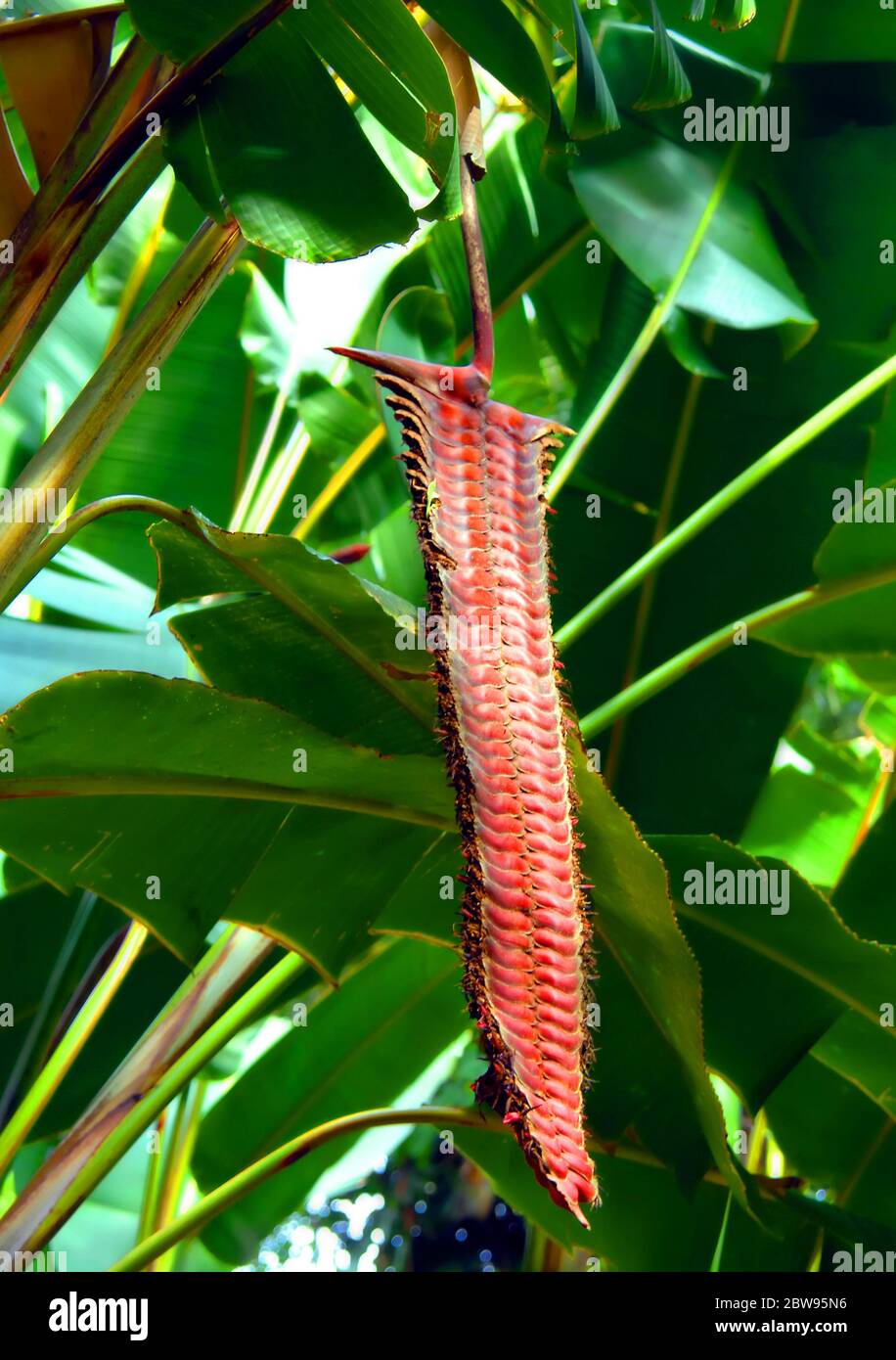 Lange strang von rot getönten Feuerwerkskörper Heliconia hängt in der Dschungel-ähnlichen Einstellung des World Tropicanischen Garten auf der Big Island von Hawaii. Stockfoto