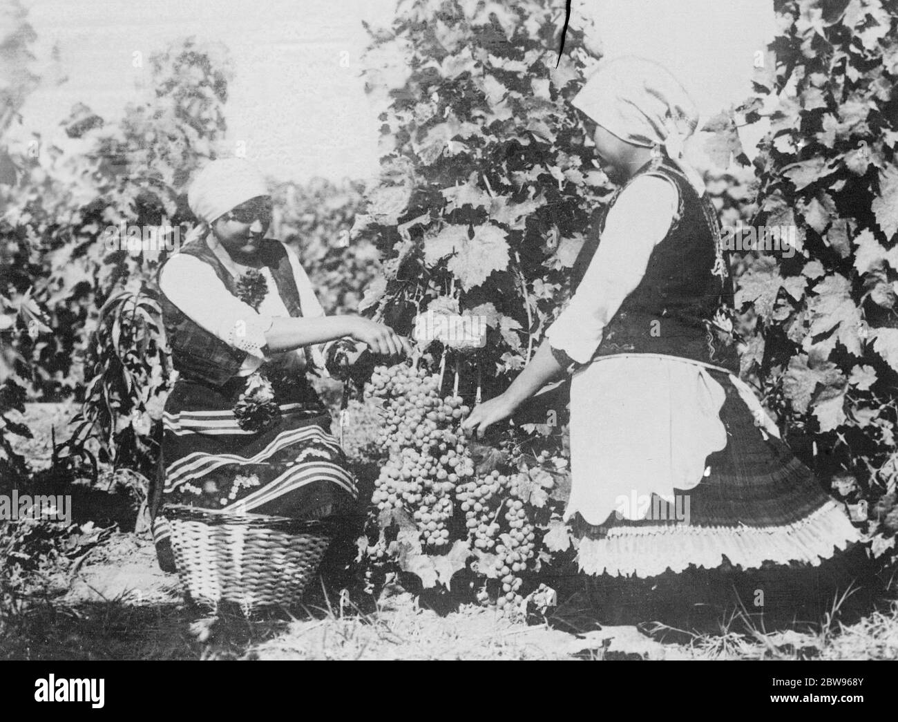 Königinnen der jugoslawischen Weinlese . Zwei Königinnen der jugoslawischen Weinlese, mit Trauben von feinen Früchten nur von den Reben gepflückt. Oktober 1932 Stockfoto