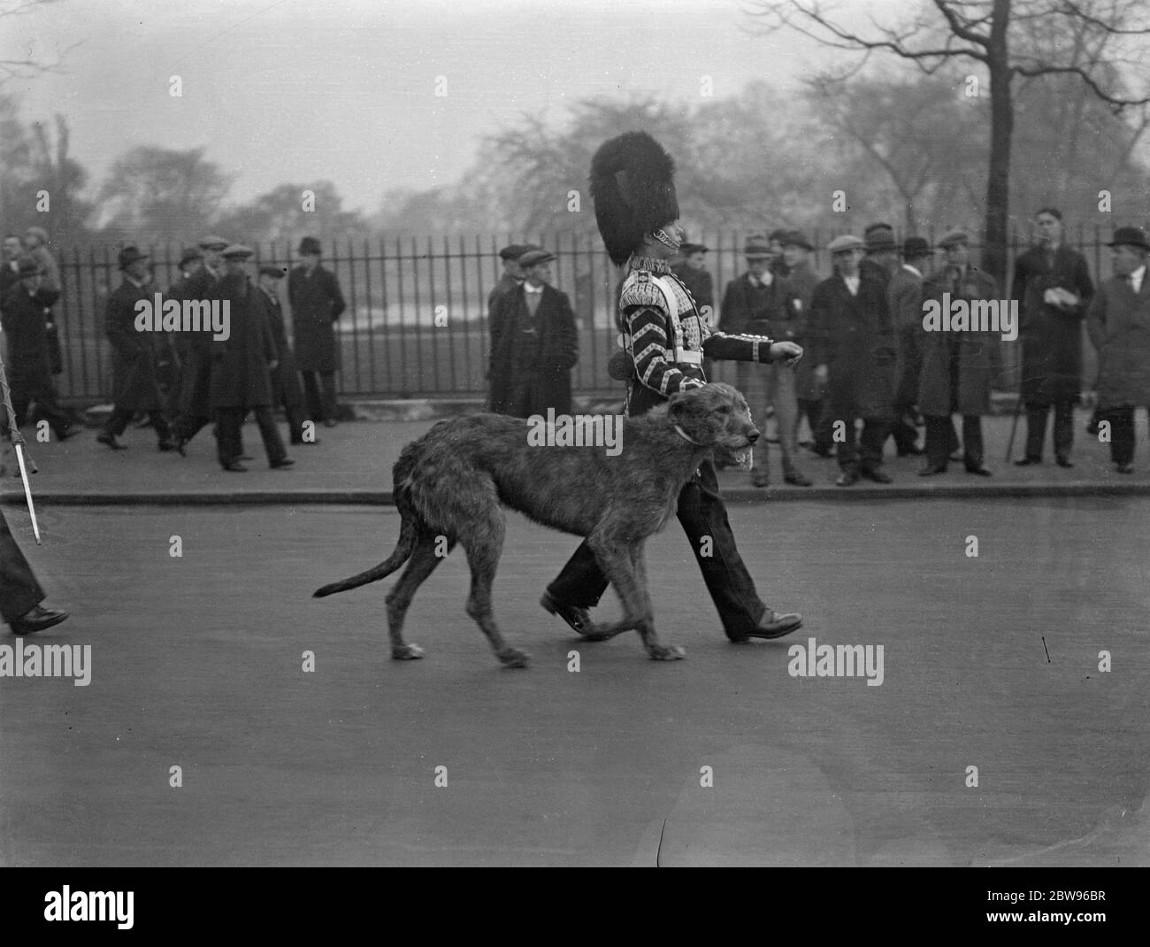 Wolfhound Maskottchen der Irish Guards leitet Band der Coldstream Guards bei der Probe von Trooping the Color Ceremony in London. Das irische Wolfhound-Maskottchen der Irish Guards, angeführt von einem Drummboy, leitete die Coldstream Guards Band, Wer nahm den Platz der Irish Guards Band, bei der Probe der Trooping der Farbe Zeremonie auf der Horse Guards Parade, London, zu Ehren des Königs Geburtstag. Das irische Wolfhound Maskottchen der Irish Guards, marschiert mit dem Schlagzeugjungen auf dem Horse Guards Parade Grounds, London. Mai 1932 Stockfoto