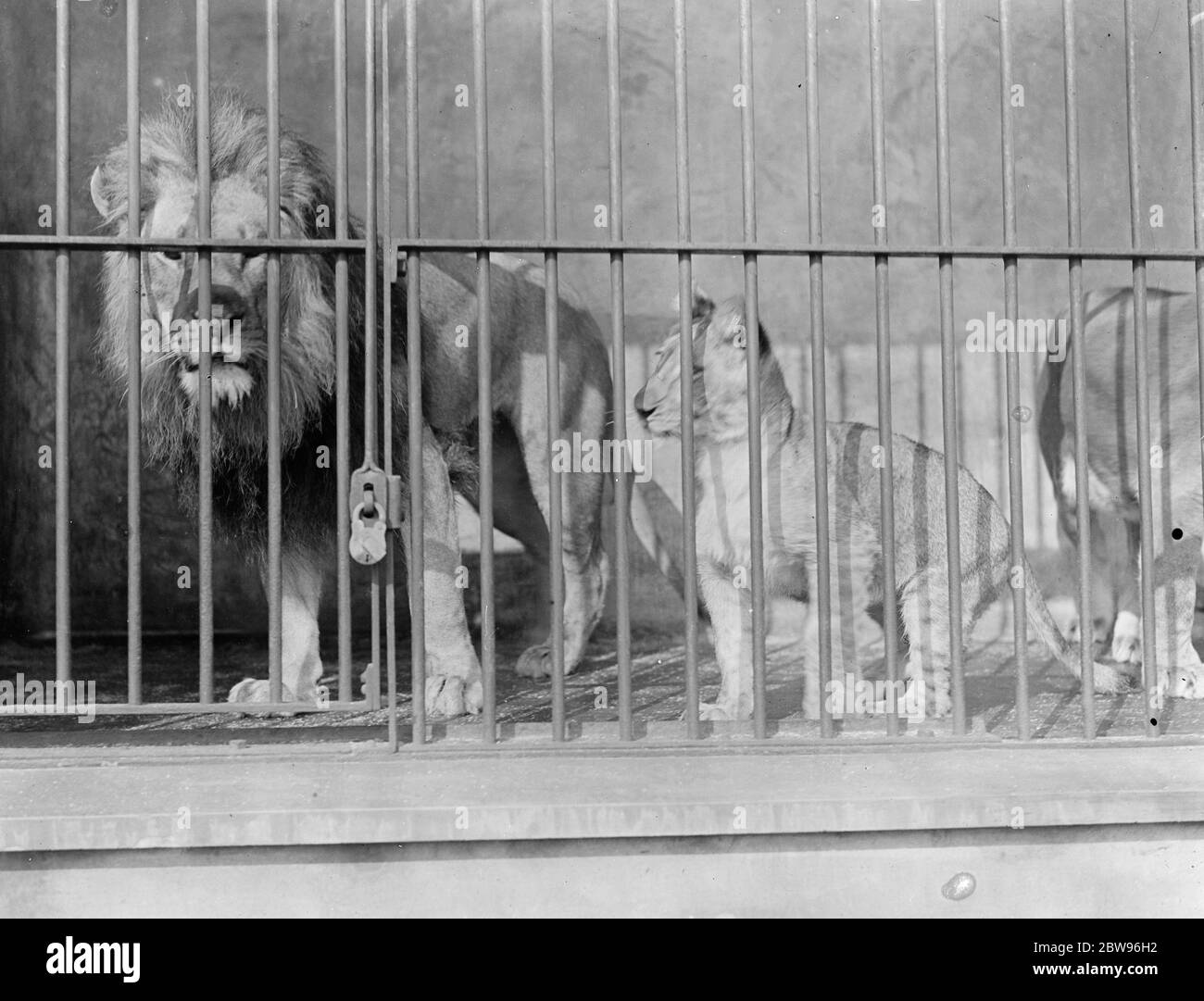 Der König ' s Löwen . Vater und Tochter im Londoner Zoo. Pat, der Löwe des Königs und sein junges Lola spielen heute im Londoner Zoo. 31 März 1932 Stockfoto